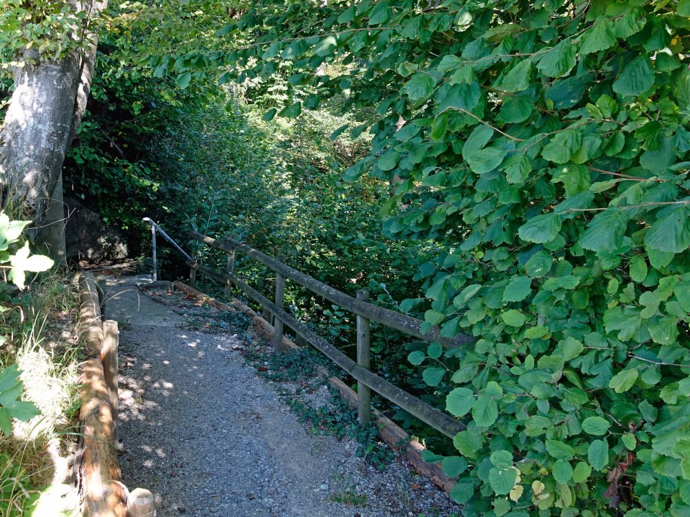 Waldpfad am Löölitobel