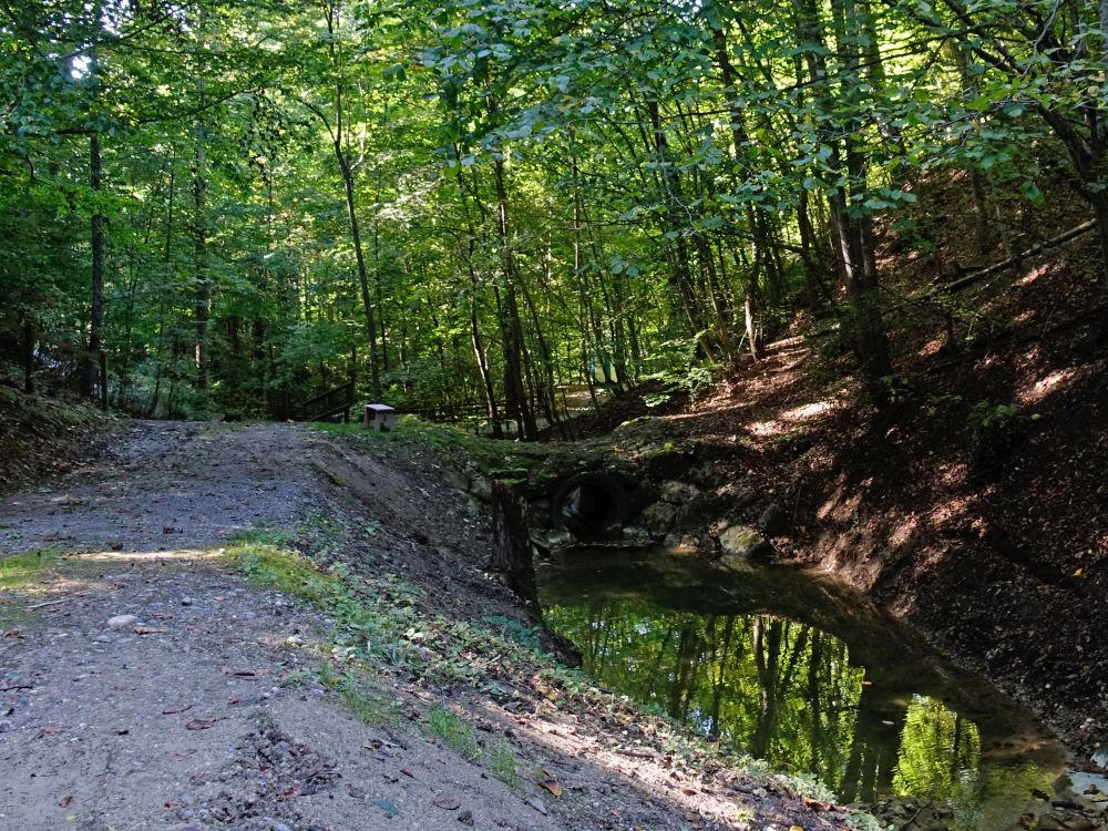 Tümpel am Chalchertobelbach