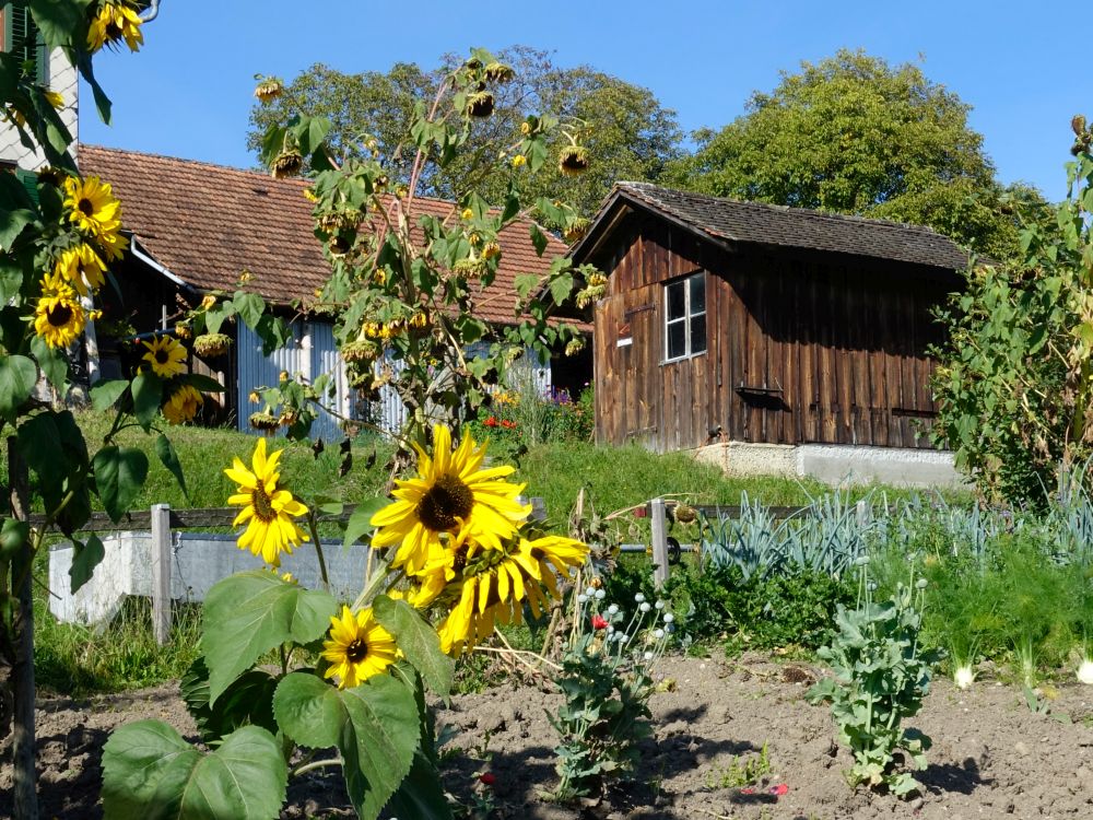 Sonnenblumen am Oberschürli