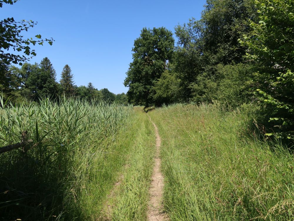 Pfad zwischen Mais und Wald