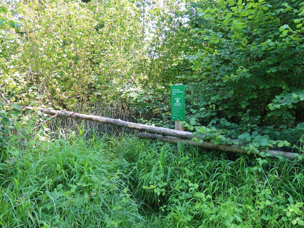zugewachsener Uferpfad
