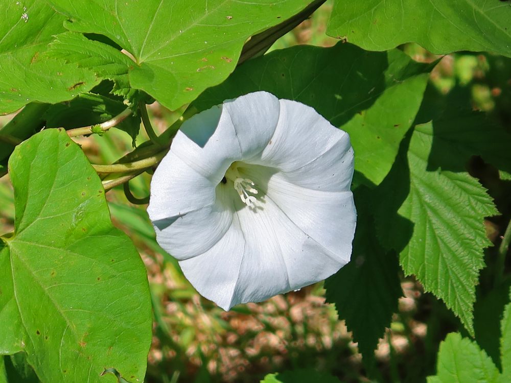 Zaunwinde