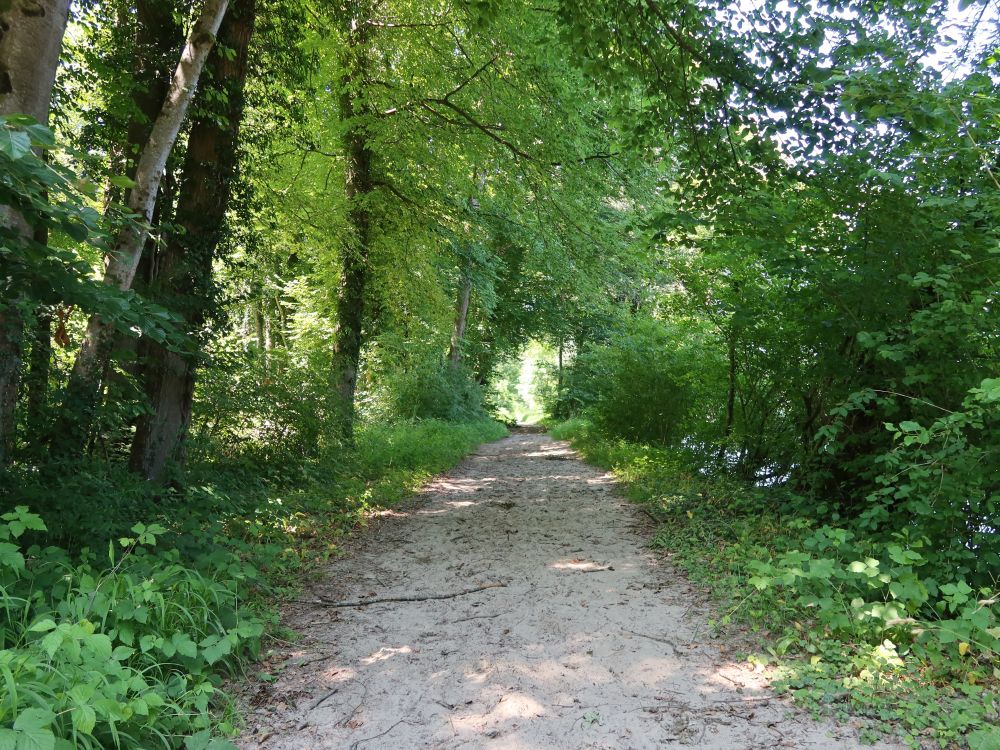 Weg an der Reuss