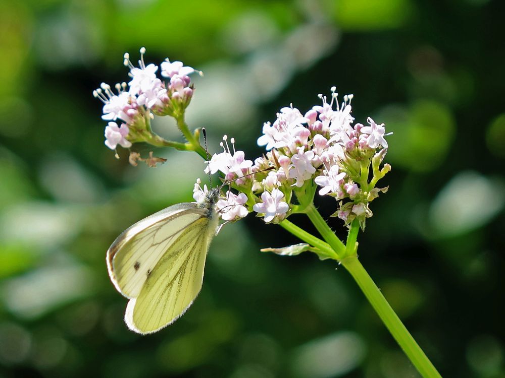 Schmetterling Kohlweißling