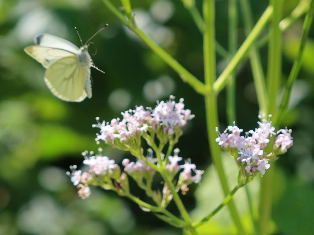 fliegender Schmetterling