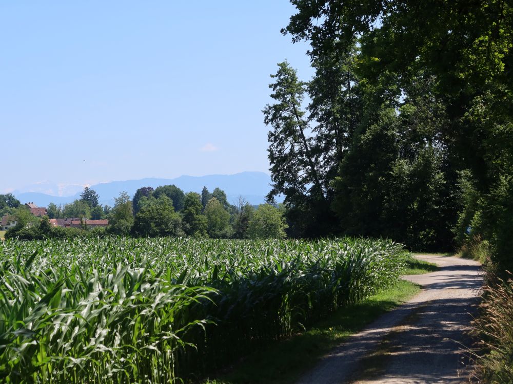 Weg am Maisfeld