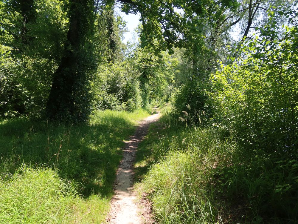 Pfad zwischen Reuss und Kanal
