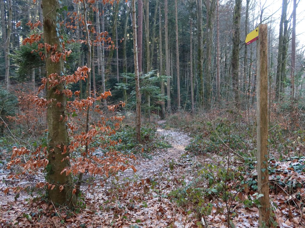 Waldpfad ab Dattenhubstrasse