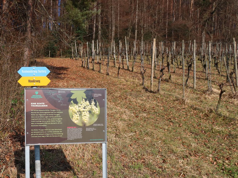 Infotafel am Weinweg Weinfelden