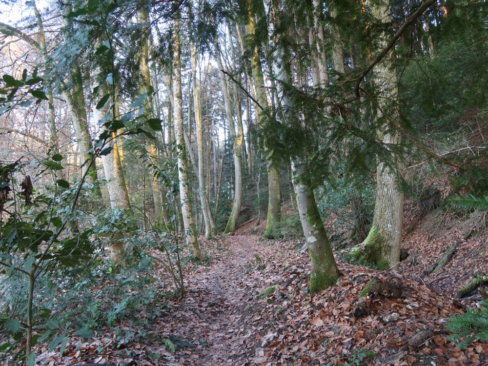 Waldpfad nahe Dattenhubstrasse