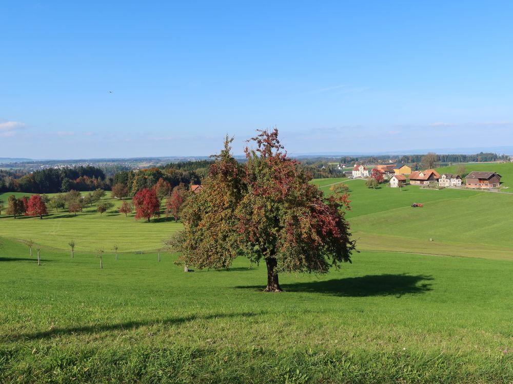 Herbstbaum und Oberholz (re)