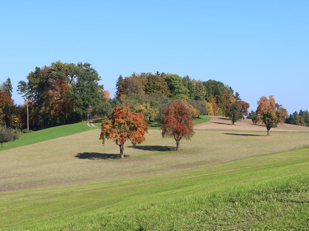 Herbstbäume am Maregg