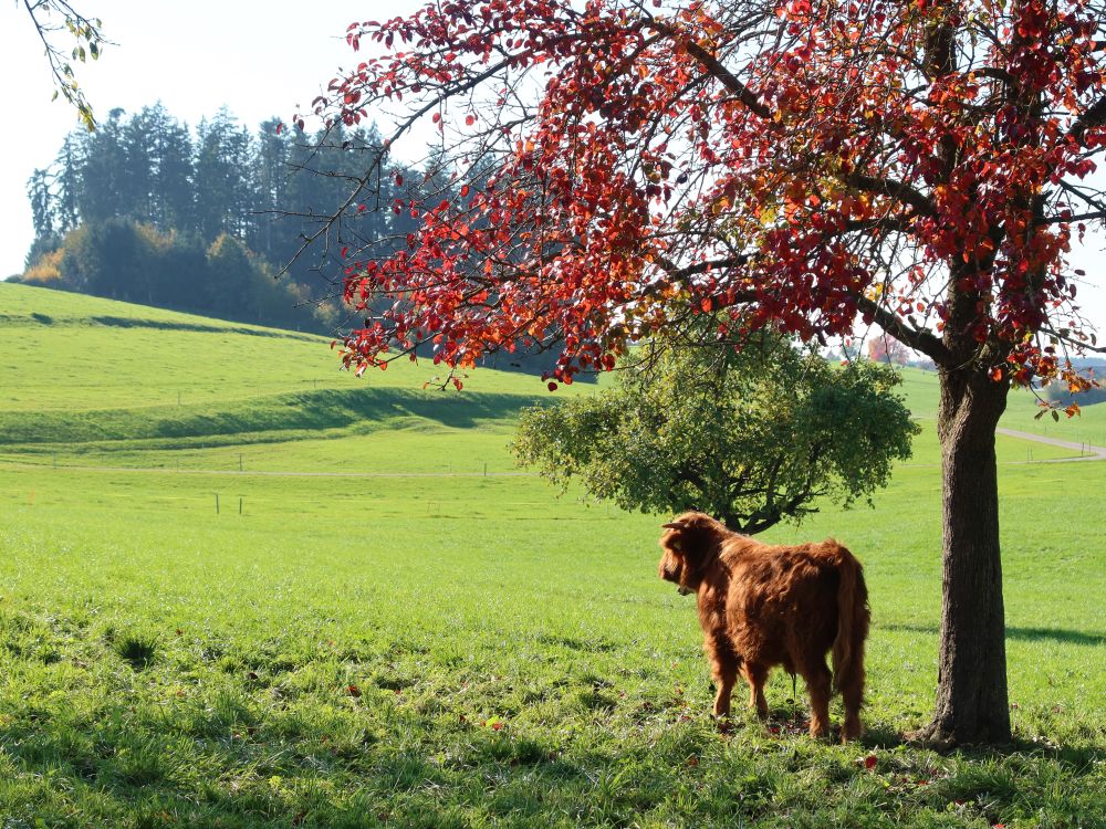 Hochlandrind unterm Herbstbaum