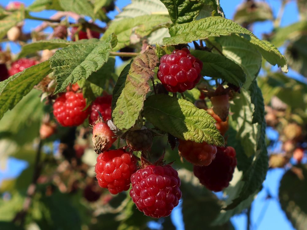 Himbeeren