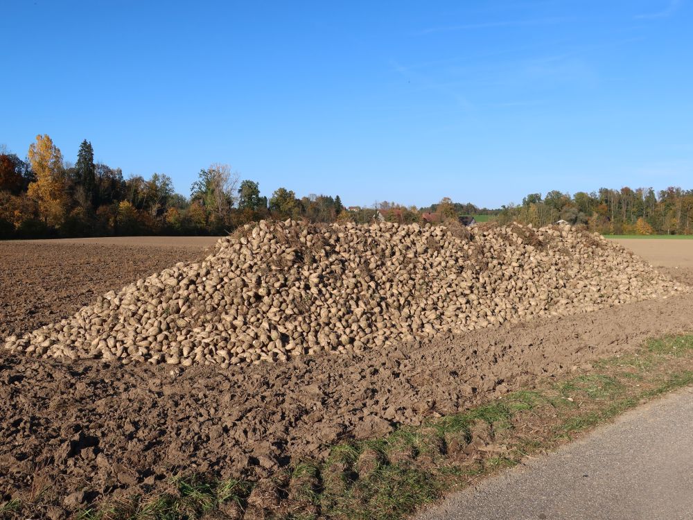 Haufen Zuckerrüben