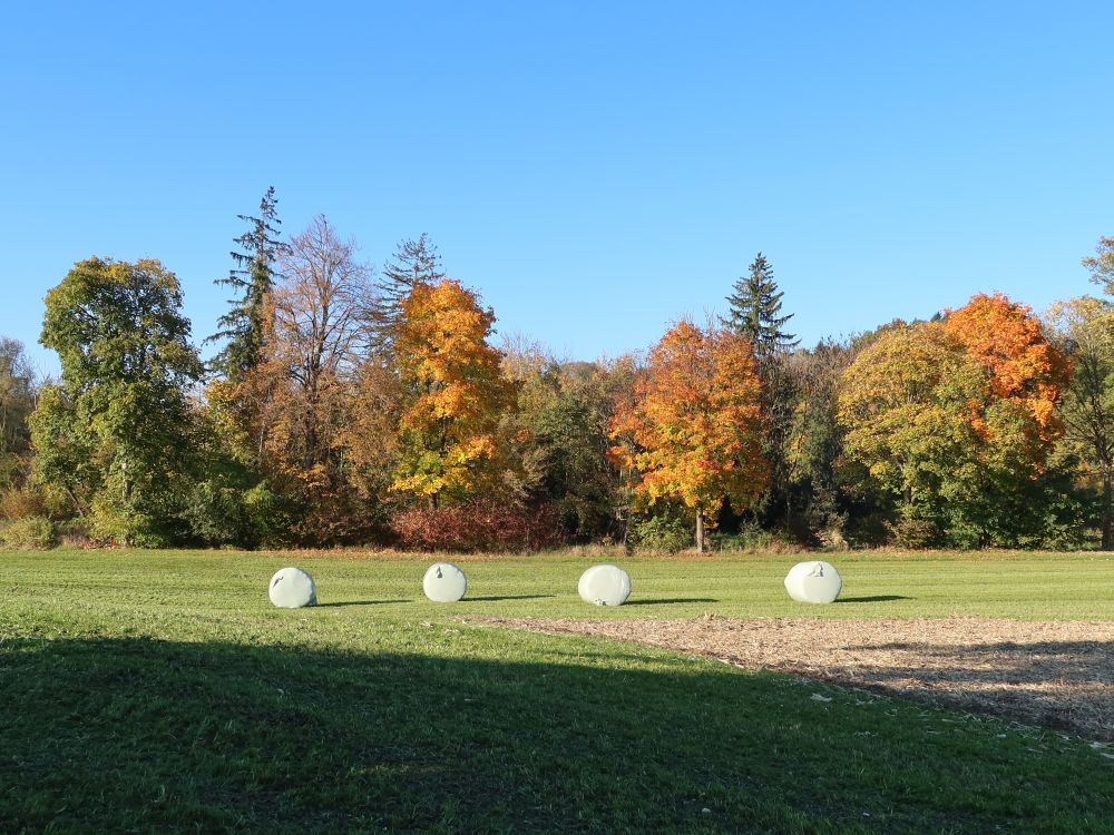 Heuballen und Herbstbäume
