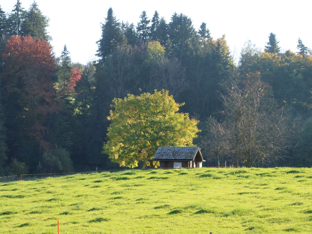 Hütte und Baum in Sonnenlicht