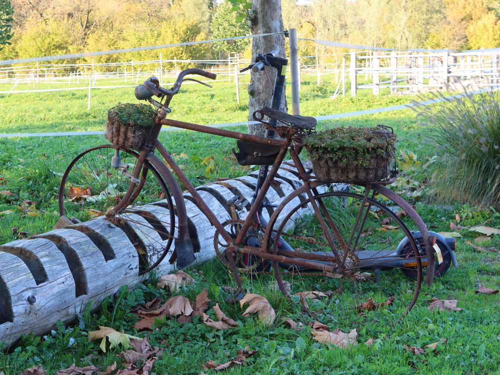 altes Fahrrad mit Blumenkästen