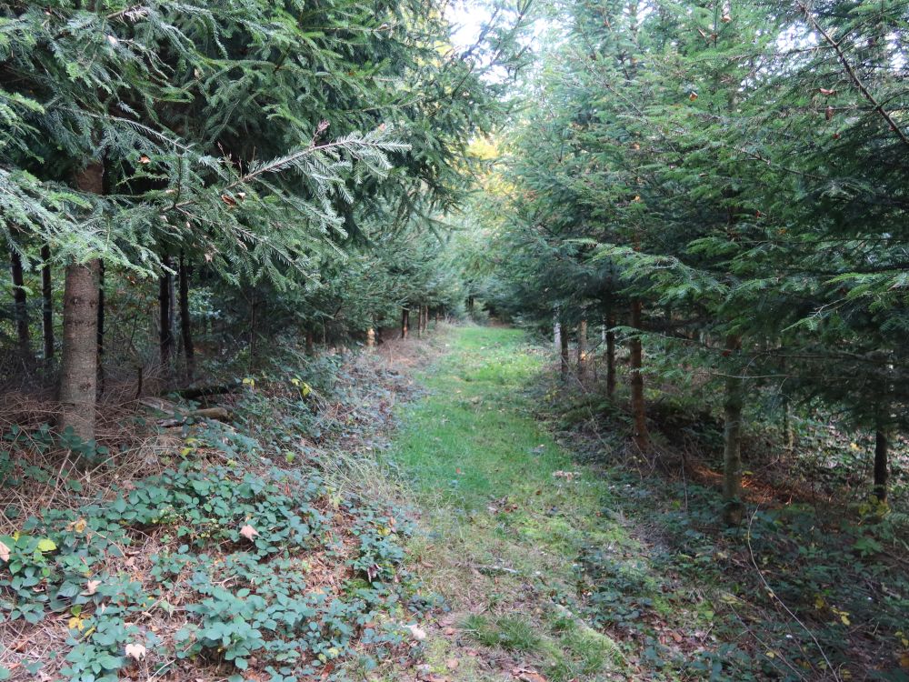 Pfad zwischen junge Bäumen