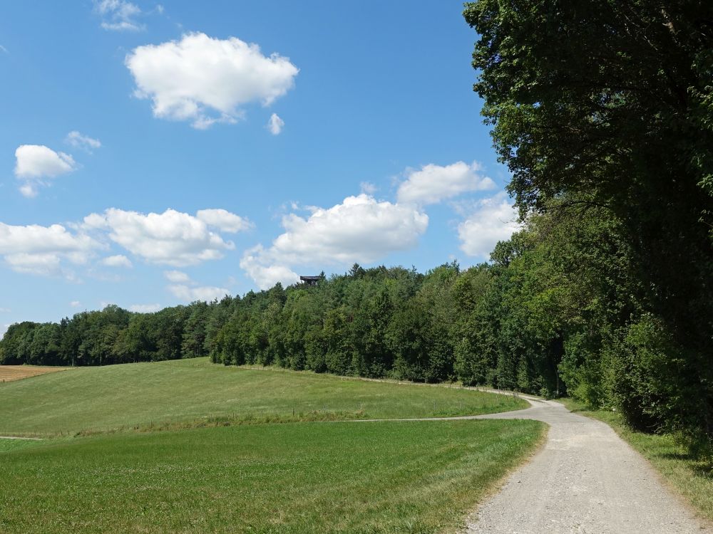 Aussichtsturm über den Baumkronen