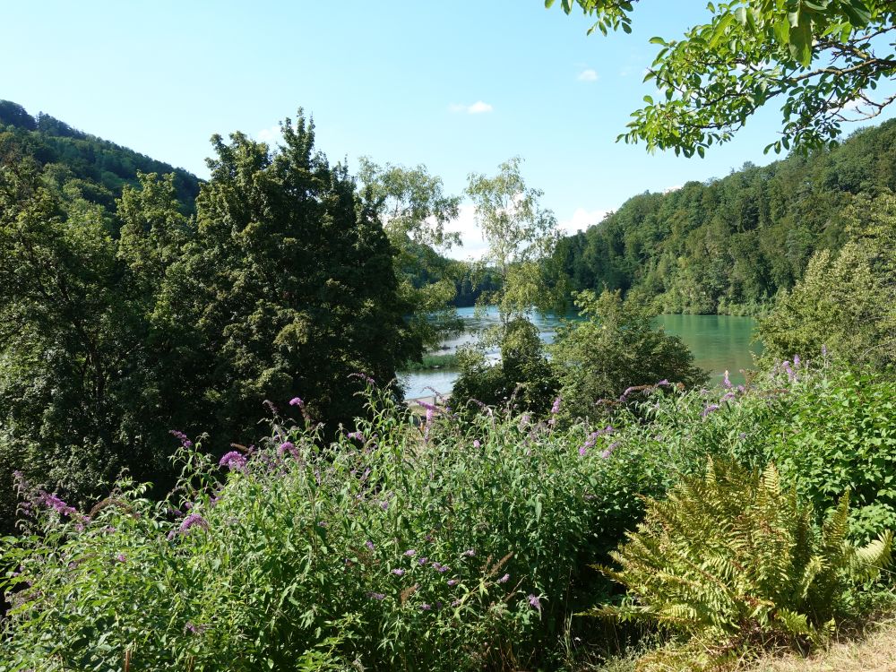 Blick auf den Rhein