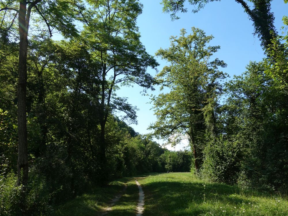 Wanderweg im Tannholz