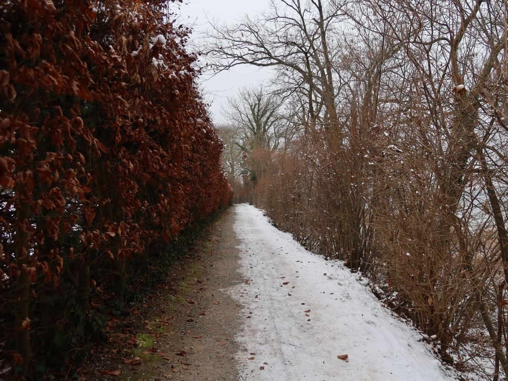 winterlicher Uferweg