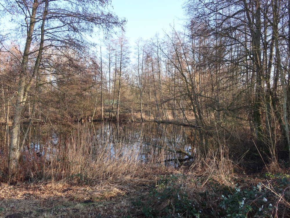 Teich im Hockgraben