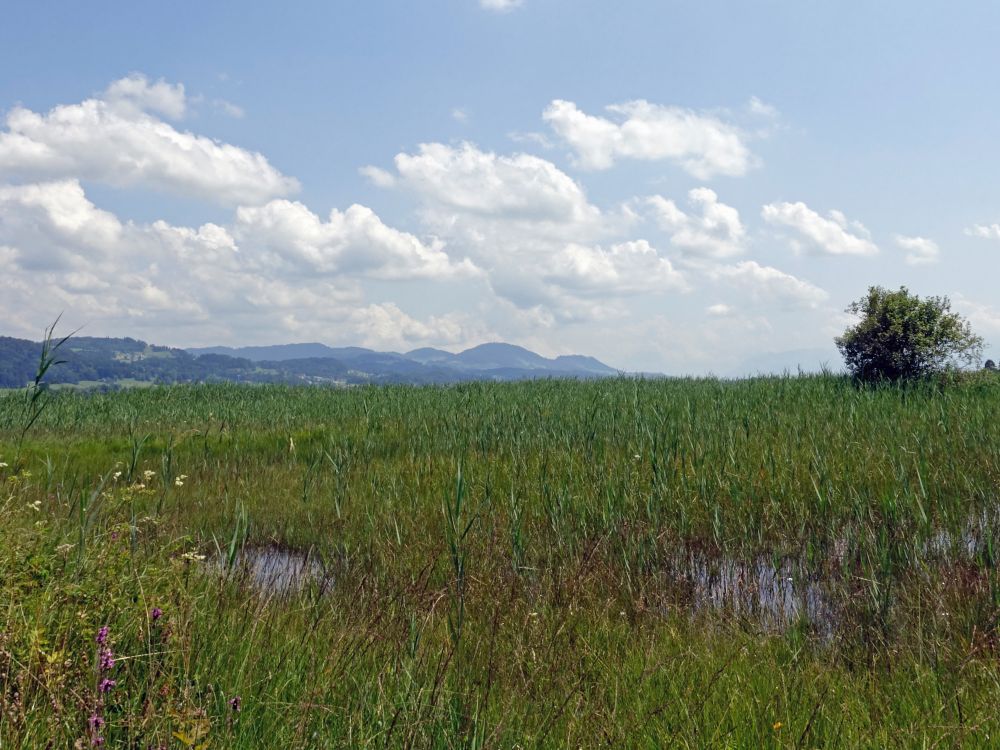 Blick Richtung Bachtel