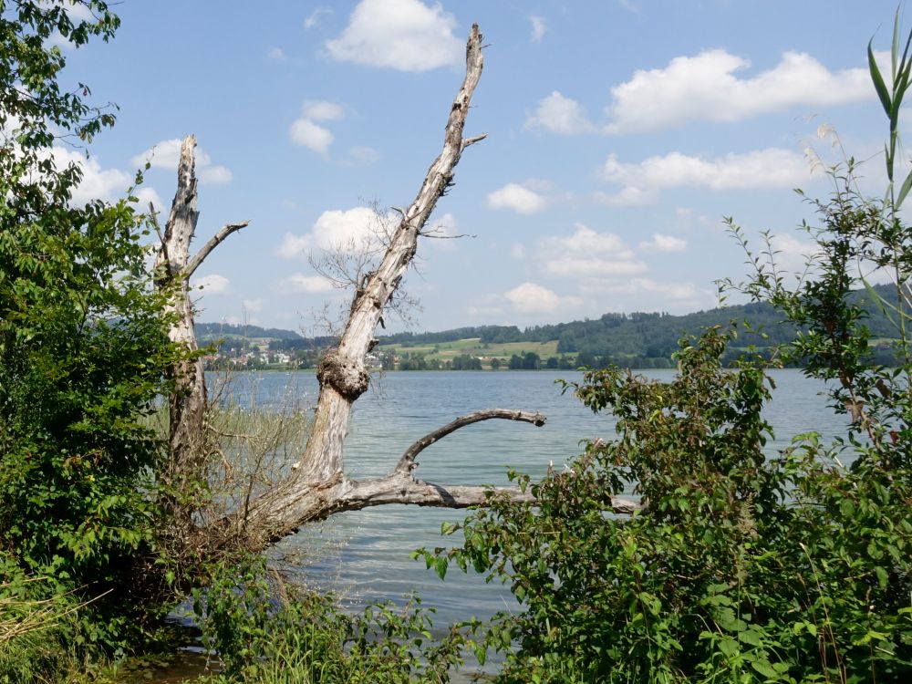 toter Baum am Seeufer