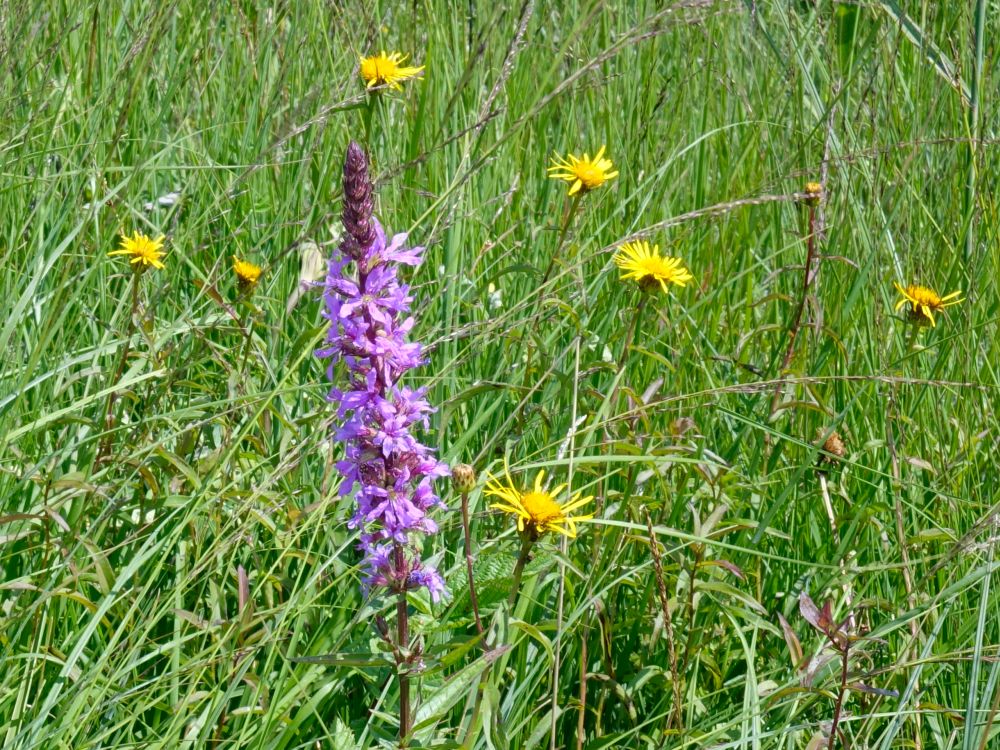 Blüte Blutweiderich