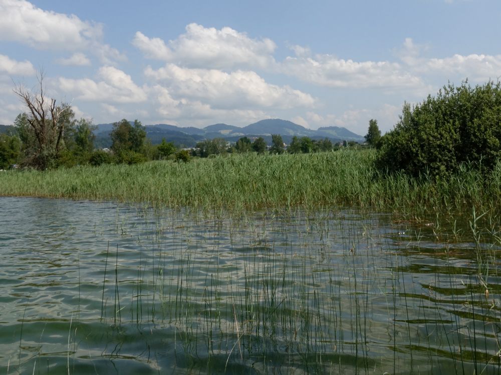 Blick Richtung Bachtel