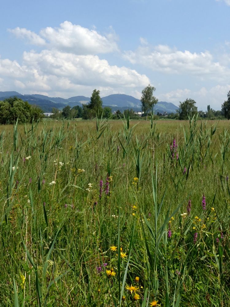 Blick Richtung Bachtel