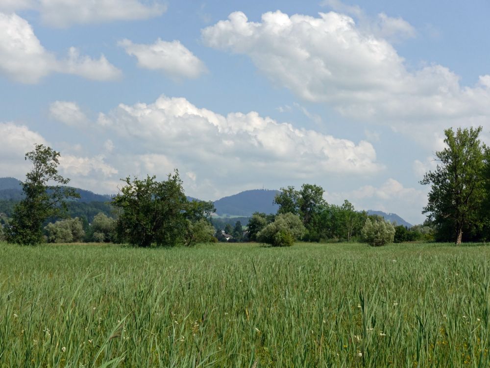 Blick Richtung Bachtel