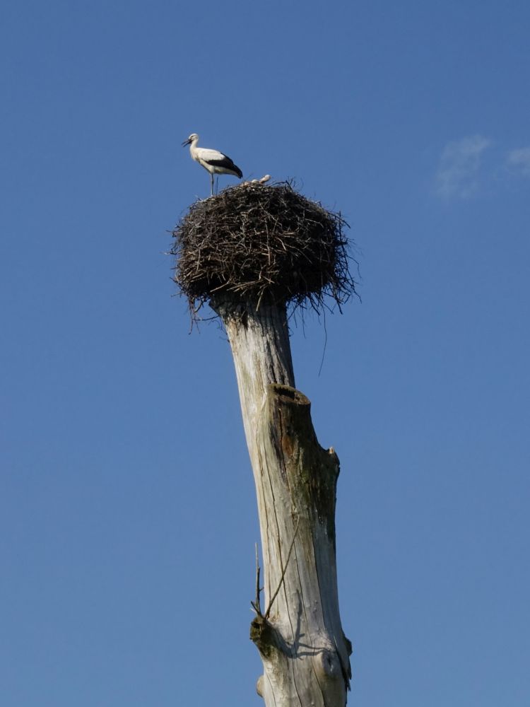 Storch