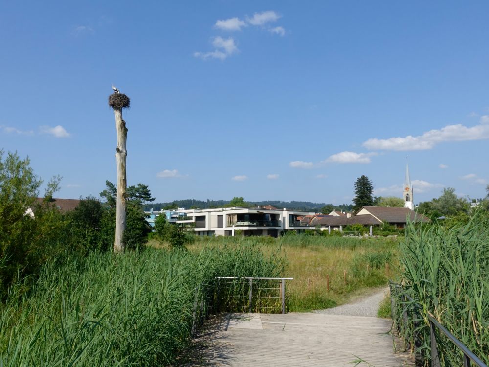 Storchennest auf Baumstamm