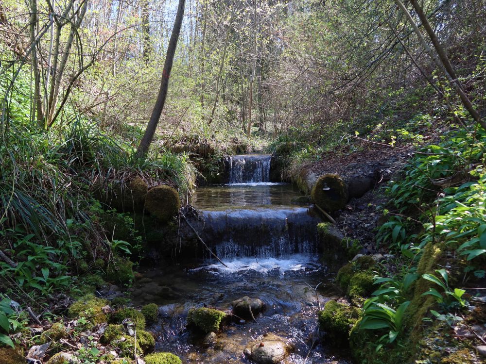 Rietlibach