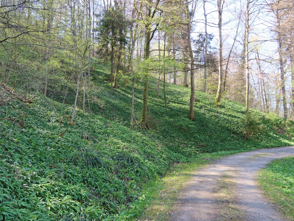 Bärlauchteppich