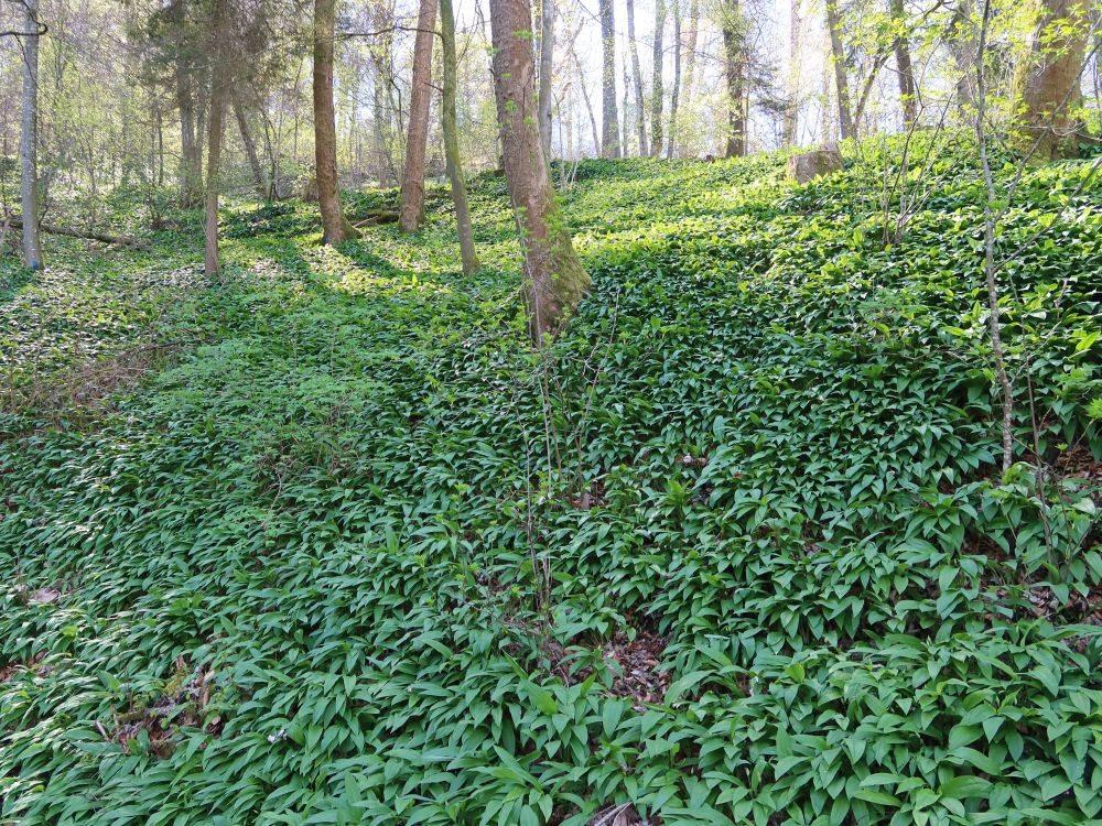 Bärlauchteppich