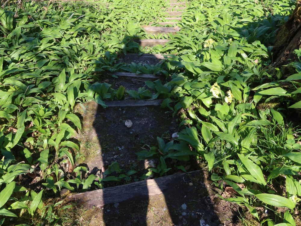 Schatten