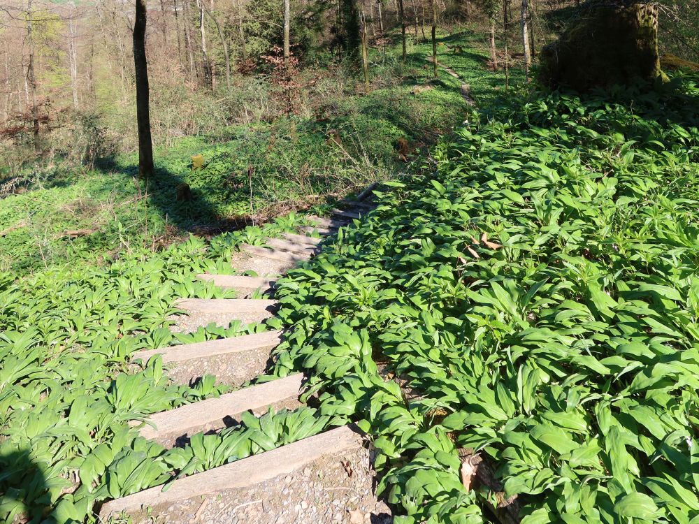Treppe durch Bärlauch