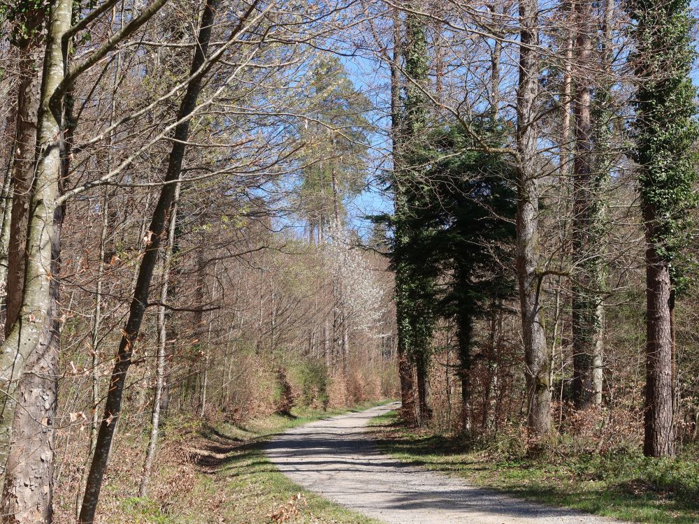 Jung Hausstrasse