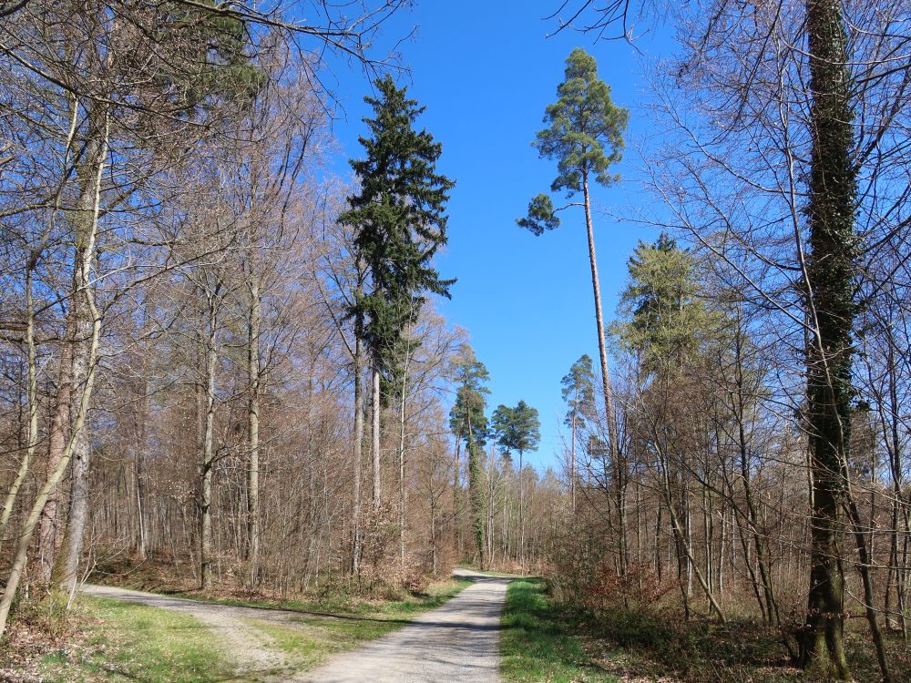 Meierhölzliweg