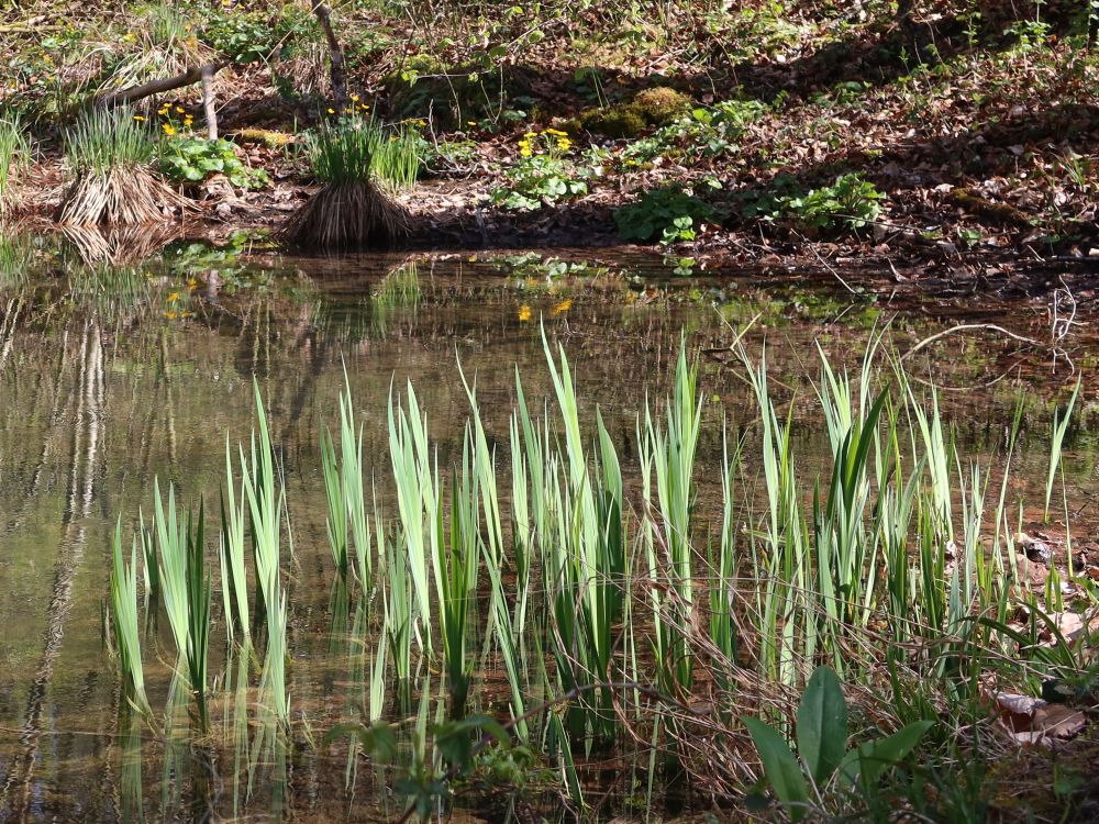 Lilien im Teich