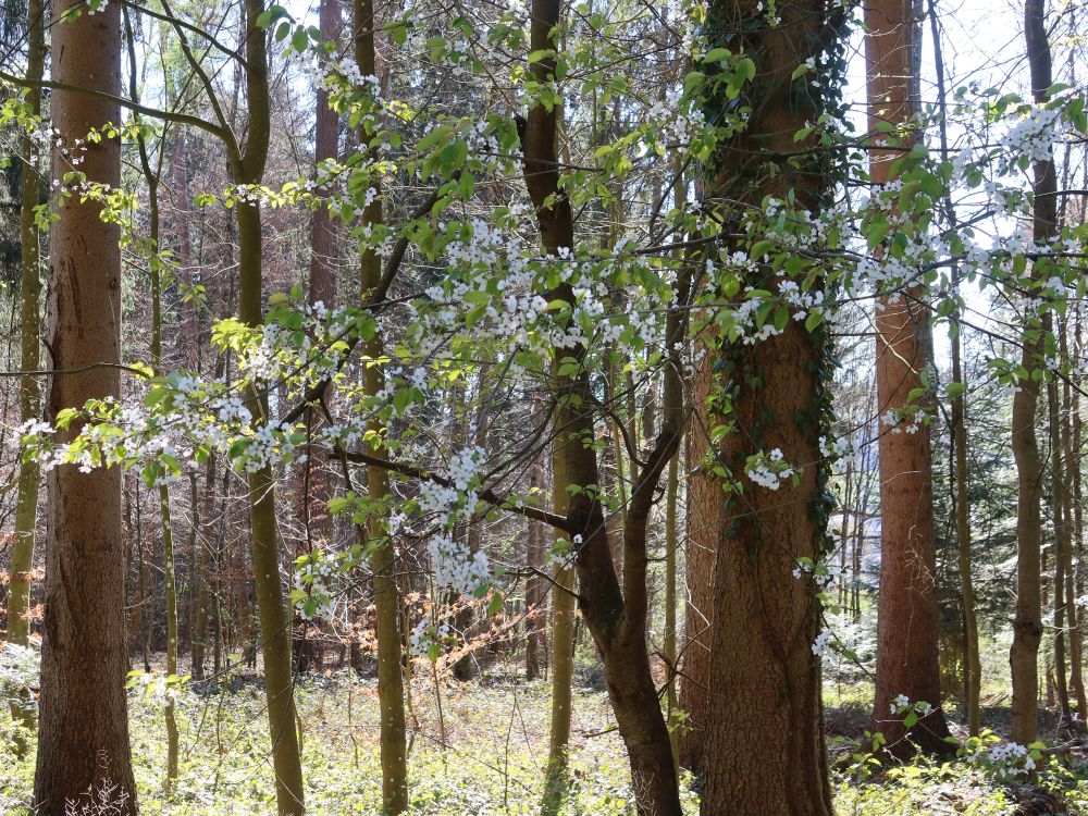 Baumblüte