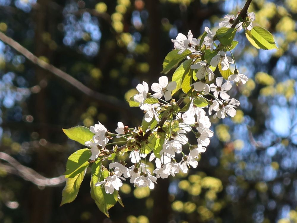 Kirschblüten