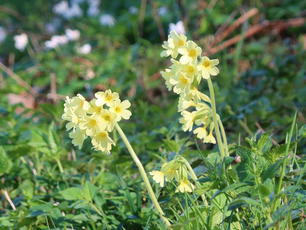 Schlüsselblumen