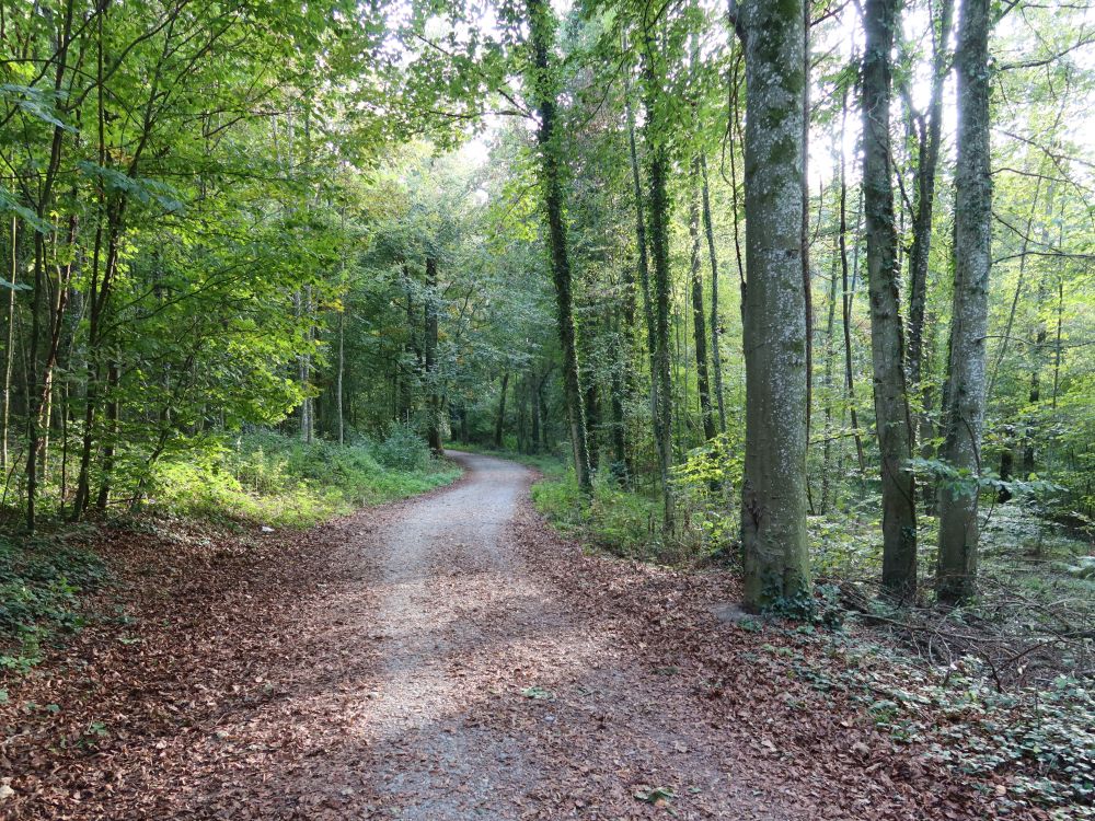 Waldweg