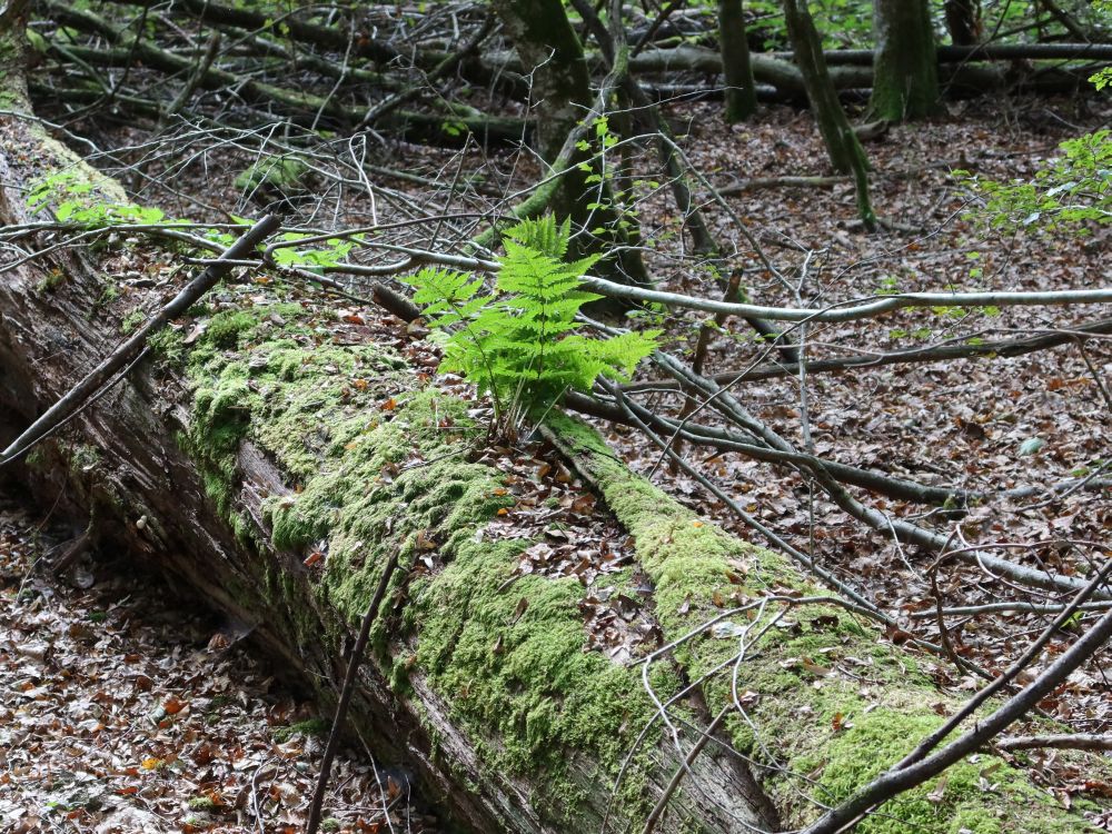 Farn auf Totholz