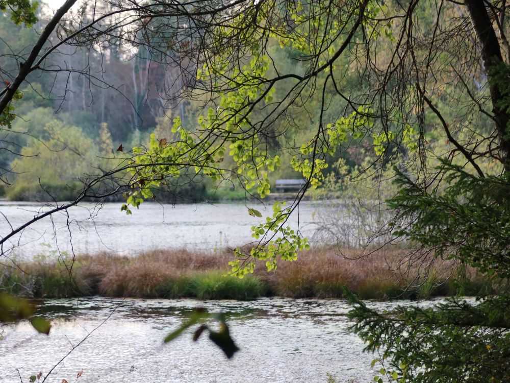 Dingelsdorfer Weiher